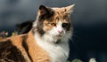 Calico breed cat with orange black and white shapes on it sitting in front of a window Royalty Free Stock Photo