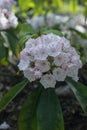 Mountain laurel Kalmia latifolia, with pinkish-white flowers