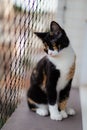 Calico cat on a balcony lookig through metal grid fence