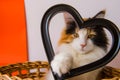 calico cat in a basket, paw over a heart photo frame Royalty Free Stock Photo