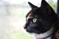 Cat stares out screened window