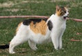 Calico Cat with a Big Yawn Royalty Free Stock Photo