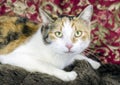Calico cat on couch