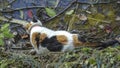 Calico cat drinking water by the pool. Royalty Free Stock Photo