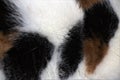 Three color cat fur background texture