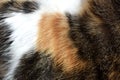 Calico cat fur texture background. Royalty Free Stock Photo
