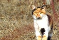 Calico Cat in the garden in autumn lanscape.