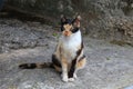 Calico cat Royalty Free Stock Photo