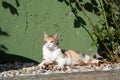 Calico cat laid on rounded stones near bush in the garden