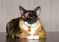 Portrait of a calico cat wearing a collar laying on wood floor Royalty Free Stock Photo