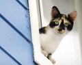 Calico Cat Leaning out of Window Royalty Free Stock Photo
