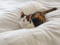 The calico cat lies on the white bedcovers.