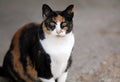 Calico Cat Looking Royalty Free Stock Photo