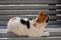 Calico cat lying on a bench and looking away. Royalty Free Stock Photo