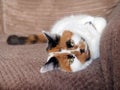 Calico cat lying on sofa and looking into camera Royalty Free Stock Photo