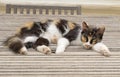 A Calico Cat Lying on a Wood Platform Bed Looking at the Camera Royalty Free Stock Photo