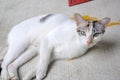 A calico cat with more shades of white lying on the ground Royalty Free Stock Photo