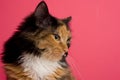 Calico Cat on Pink 2 Royalty Free Stock Photo