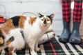 Calico cat on plaid rug Royalty Free Stock Photo