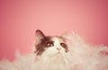 Calico Cat Playing with Feathers on Pink Background Royalty Free Stock Photo
