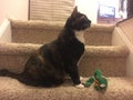 Calico cat plays proud & x22;mother& x22; to green toy mouse & x22;baby& x22;