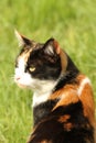 Calico cat portrait