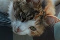 Calico cat relaxing in deck chair Royalty Free Stock Photo