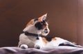 Calico cat resting indoors looking away