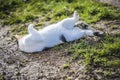 Calico cat rolling in muddy ground, showing white belly Royalty Free Stock Photo