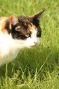 Calico cat sat in grass portrait Royalty Free Stock Photo