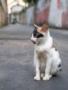 Calico cat sit on floor Royalty Free Stock Photo