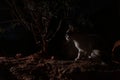 A calico cat sits in the dark night beneath a creosote bush in the desert Royalty Free Stock Photo