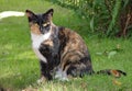 A calico cat sits on the grass on a hot summers day Royalty Free Stock Photo