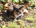 A calico cat sits in the shade on a hot summers day