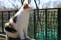 Calico Cat sitting on the balcony and looking forward Royalty Free Stock Photo