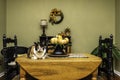 Calico cat sitting on dining room table Royalty Free Stock Photo