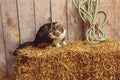 Calico cat sitting on hay bale Royalty Free Stock Photo