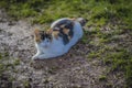 Calico cat sitting in muddy ground, looking to right Royalty Free Stock Photo