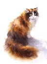 Calico Cat Sitting Watercolor Pet Portrait Illustration Hand Painted isolated on white background