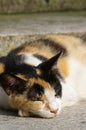 Calico cat sleeping