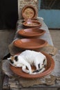 Calico cat sleeping in a ceramic tagine dish
