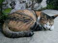 The calico cat is sleeping soundly and curling up. Cute calico cat.