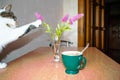 Calico cat sniffs pink Spiraea douglasii flowers in glass vase, selective focus Royalty Free Stock Photo