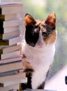 Calico cat with stack of books Royalty Free Stock Photo