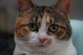 Calico cat staring intensely Royalty Free Stock Photo