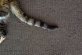 Calico cat tail on the rug.