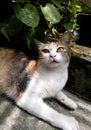 Calico cat is taking shelter under a tree. Beautiful calico cat.