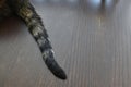 Calico cat or Tortoiseshell cat tail on wood table.