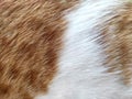 Calico cat or Tortoiseshell cat fur texture background. Royalty Free Stock Photo