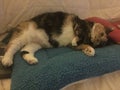 Calico Cat, tricolor, takes nap